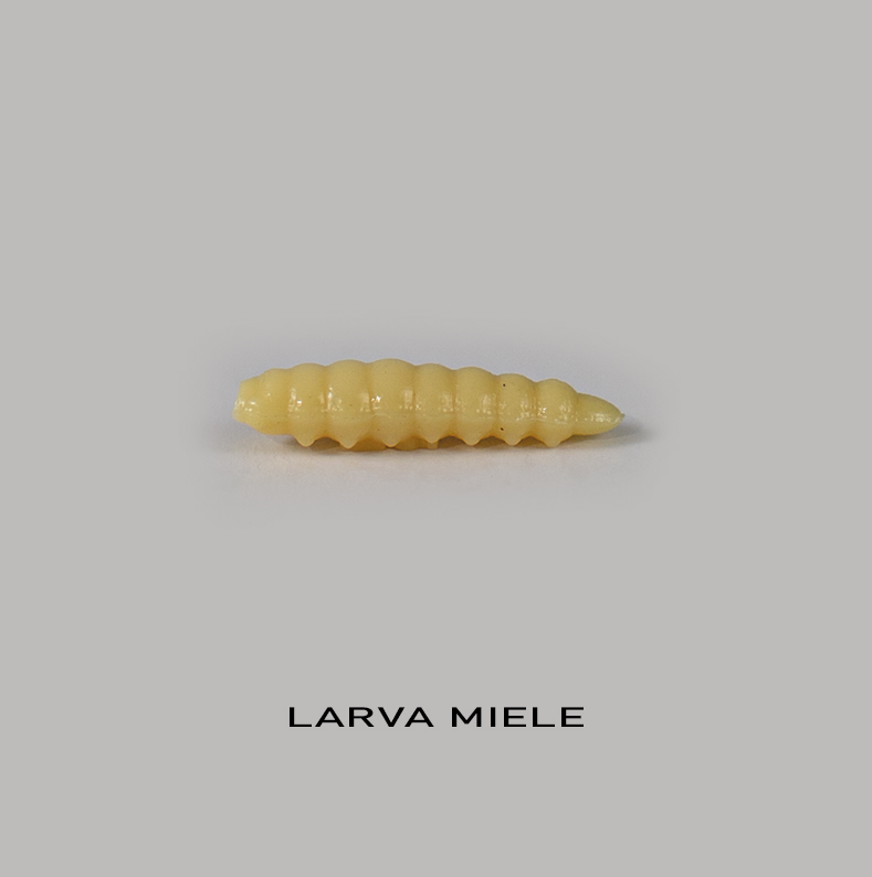Camola Del Miele - Righetti Bait System - immagine 29