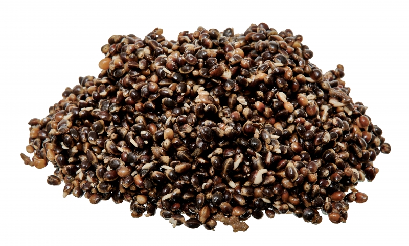 Ready Seeds Hemp - Starbaits - immagine 2