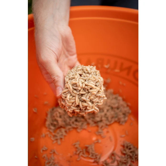 Maggot Glue - Sonubaits - immagine 4